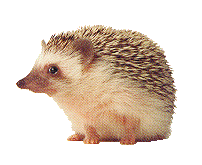 picture of a hedgehog