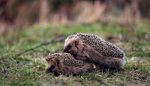 photograph of hedgehogs having sex