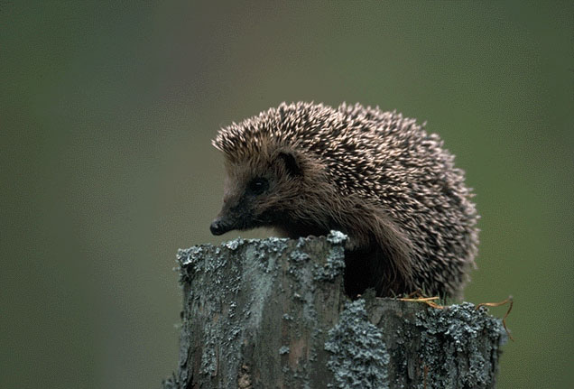 photograph of a hedgehog