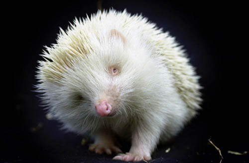 photograph of an albino hedgehog
