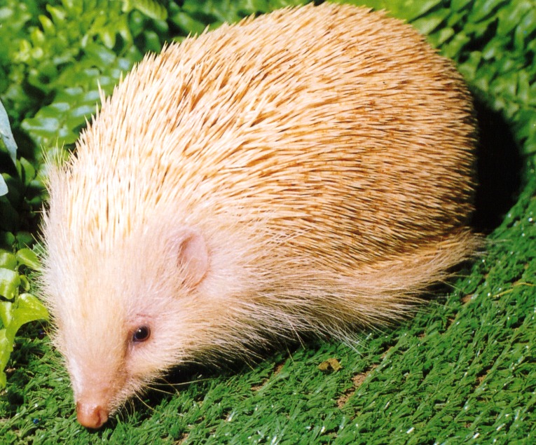 photograph of an albino hedgehog