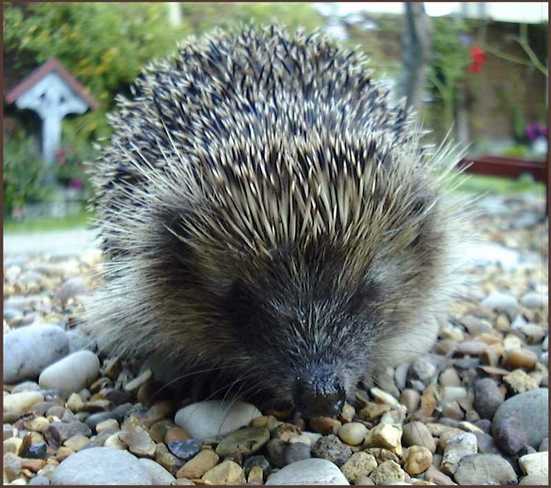 photograph of an albino hedgehog