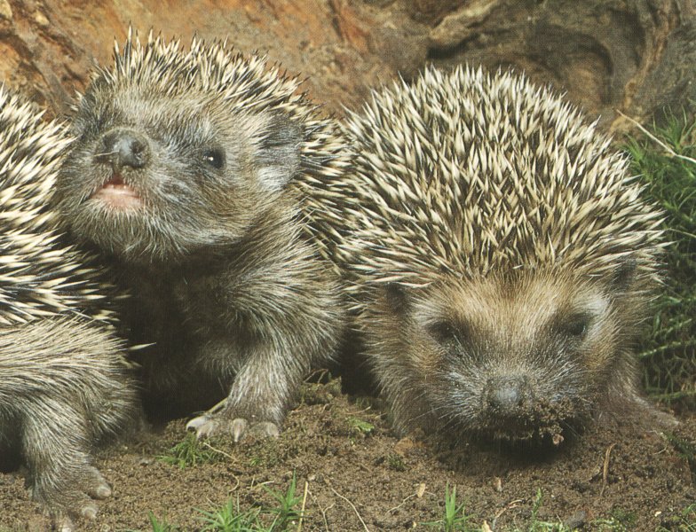 photograph of young hedgehogs