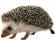 picture of hedgehog