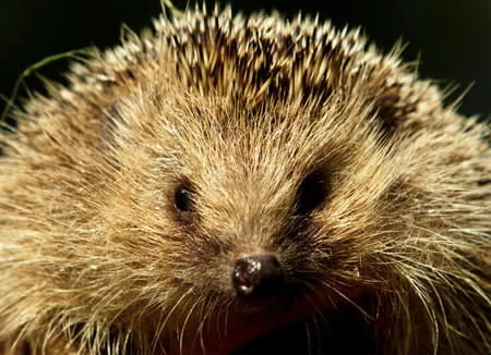 photograph of a curious hedgehog