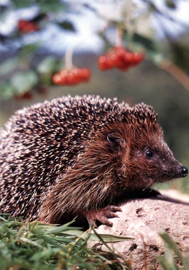 photograph of a happy hedgehog