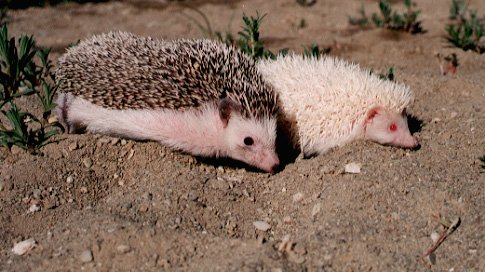 photograph of hedgehog and baby