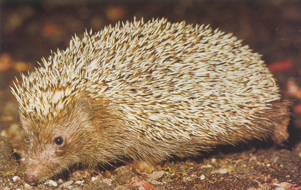 photograph of hedgehog on the move